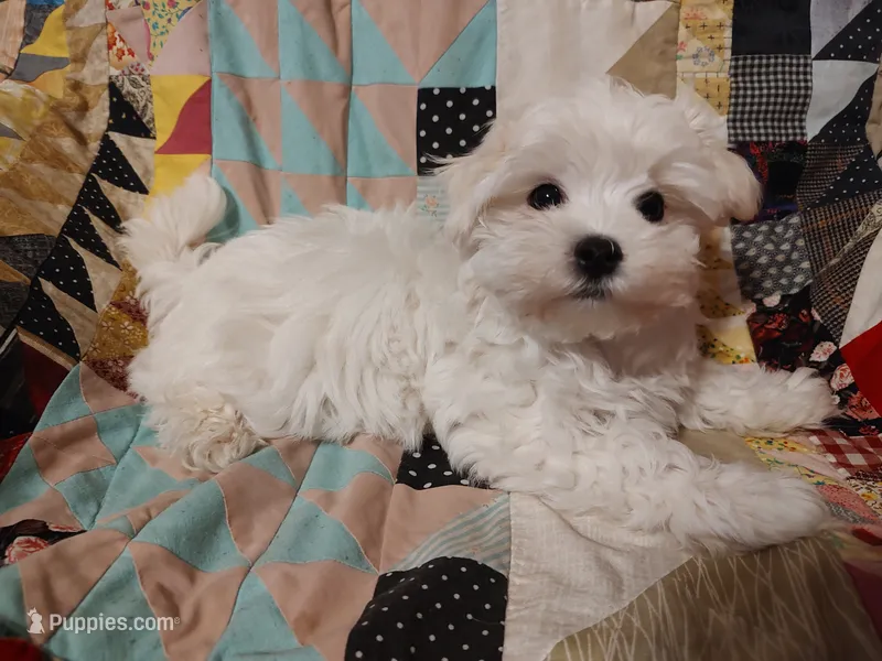 Bacter – Maltese puppy for sale in Rossville, IN