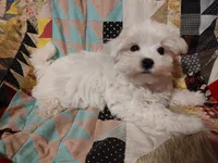 Bacter, a male Maltese for sale in Rossville, IN – 1 of 10