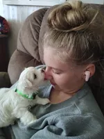 Bacter, a male Maltese for sale in Rossville, IN – 4 of 10