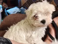Bacter, a male Maltese for sale in Rossville, IN – 3 of 10