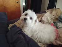 Bacter, a male Maltese for sale in Rossville, IN – 2 of 10