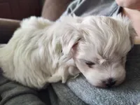 Bacter, a male Maltese for sale in Rossville, IN – 8 of 10