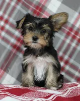 Malc, a male Yorkshire Terrier for sale in Kewaunee, WI – Photo 1 of 6