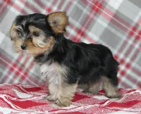 Malc, a male Yorkshire Terrier for sale in Kewaunee, WI – Photo 6 of 6