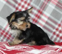 Malc, a male Yorkshire Terrier for sale in Kewaunee, WI – Photo 2 of 6