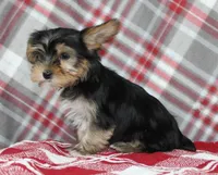 Malc, a male Yorkshire Terrier for sale in Kewaunee, WI – Photo 5 of 6