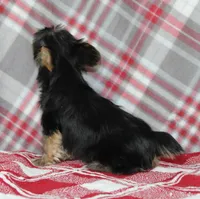 Malc, a male Yorkshire Terrier for sale in Kewaunee, WI – Photo 4 of 6