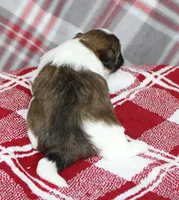 Turley, a male Shihpoo for sale in Kewaunee, WI – Photo 3 of 10