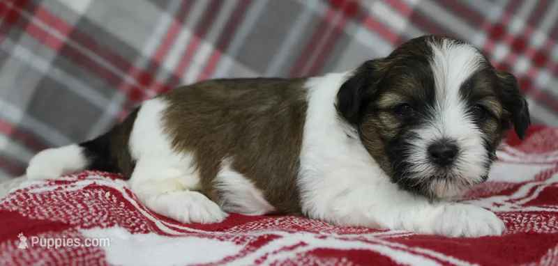 Turley – Shihpoo puppy for sale in Kewaunee, WI