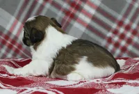 Turley, a male Shihpoo for sale in Kewaunee, WI – Photo 4 of 10