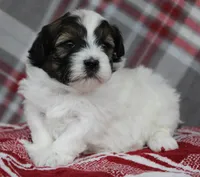 Tippy, a female Shihpoo for sale in Kewaunee, WI – Photo 1 of 10