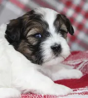 Tippy, a female Shihpoo for sale in Kewaunee, WI – Photo 4 of 10