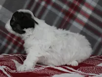 Tippy, a female Shihpoo for sale in Kewaunee, WI – Photo 7 of 10