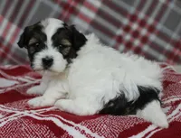 Tippy, a female Shihpoo for sale in Kewaunee, WI – Photo 3 of 10