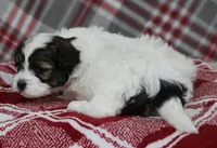 Tippy, a female Shihpoo for sale in Kewaunee, WI – Photo 2 of 10