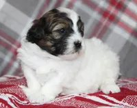 Tippy, a female Shihpoo for sale in Kewaunee, WI – Photo 10 of 10