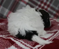 Tippy, a female Shihpoo for sale in Kewaunee, WI – Photo 6 of 10