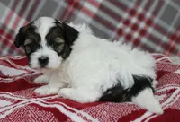 Tippy, a female Shihpoo for sale in Kewaunee, WI – Photo 5 of 10