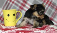 Maxx, a male Yorkshire Terrier for sale in Kewaunee, WI – Photo 8 of 10