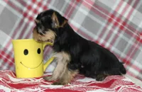 Maxx, a male Yorkshire Terrier for sale in Kewaunee, WI – Photo 7 of 10