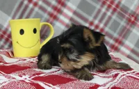 Maxx, a male Yorkshire Terrier for sale in Kewaunee, WI – Photo 9 of 10