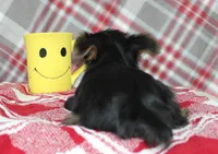 Maxx, a male Yorkshire Terrier for sale in Kewaunee, WI – Photo 6 of 10