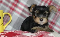 Maxx, a male Yorkshire Terrier for sale in Kewaunee, WI – Photo 2 of 10