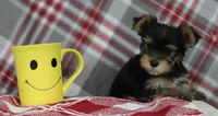 Maxx, a male Yorkshire Terrier for sale in Kewaunee, WI – Photo 4 of 10