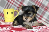 Maxx, a male Yorkshire Terrier for sale in Kewaunee, WI – Photo 1 of 10