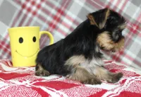 Maxx, a male Yorkshire Terrier for sale in Kewaunee, WI – Photo 5 of 10