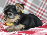 Maxx, a male Yorkshire Terrier for sale in Kewaunee, WI – Photo 3 of 10
