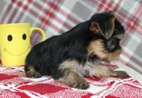 Maxx, a male Yorkshire Terrier for sale in Kewaunee, WI – Photo 10 of 10