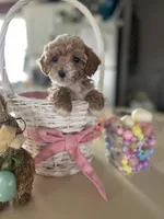 Austin, a male Poodle - Miniature  for sale in Marysville, OH – Photo 3 of 5