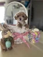 Austin, a male Poodle - Miniature  for sale in Marysville, OH – Photo 2 of 5