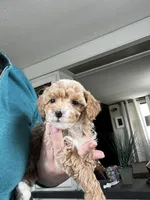 Austin, a male Poodle - Miniature  for sale in Marysville, OH – Photo 4 of 5