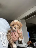 Austin, a male Poodle - Miniature  for sale in Marysville, OH – Photo 5 of 5