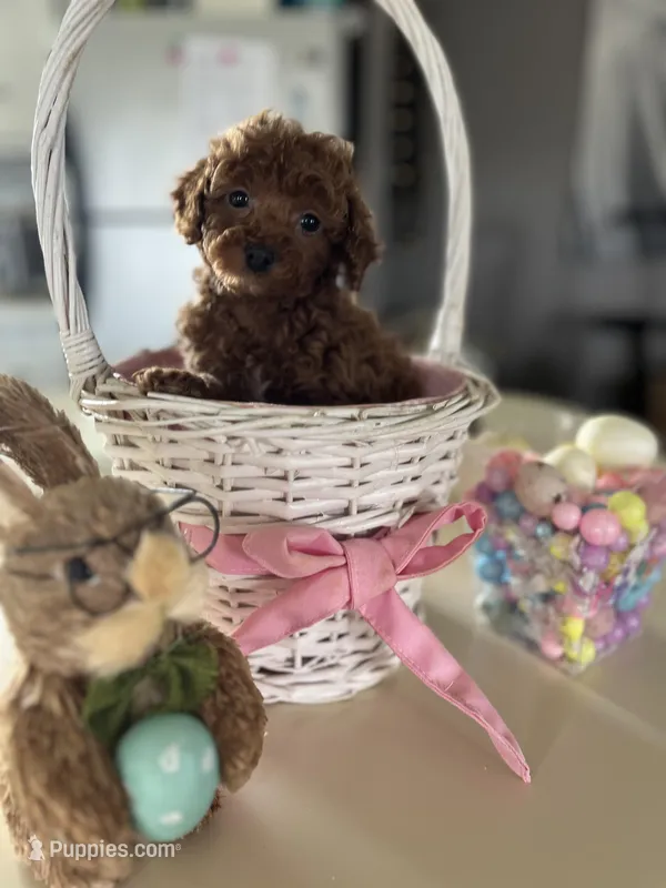 Ariel – Poodle - Miniature  puppy for sale in Marysville, OH