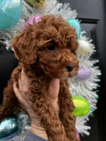 Ariel, a female Poodle - Miniature  for sale in Marysville, OH – Photo 2 of 2
