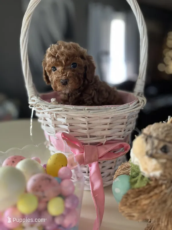 Abbie – Poodle - Miniature  puppy for sale in Marysville, OH