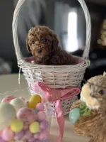 Abbie, a female Poodle - Miniature  for sale in Marysville, OH – Photo 1 of 2