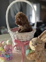 Abbie, a female Poodle - Miniature  for sale in Marysville, OH – Photo 2 of 2