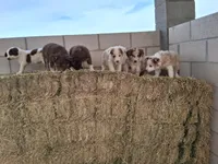 Puppy  6, a male Australian Shepherd for sale in Phoenix, AZ – Photo 5 of 5