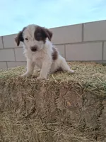 Puppy  6, a male Australian Shepherd for sale in Phoenix, AZ – Photo 4 of 5