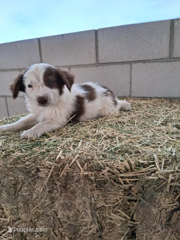 Puppy  6 – Australian Shepherd puppy for sale in Phoenix, AZ