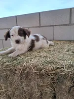 Puppy  6, a male Australian Shepherd for sale in Phoenix, AZ – Photo 1 of 5
