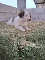 Puppy  6, a male Australian Shepherd for sale in Phoenix, AZ – Photo 3 of 5