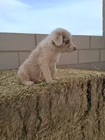 Puppy 4, a male Australian Shepherd for sale in Phoenix, AZ – Photo 2 of 5