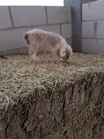 Puppy 4, a male Australian Shepherd for sale in Phoenix, AZ – Photo 3 of 5