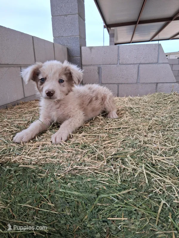 Puppy 4 – Australian Shepherd puppy for sale in Phoenix, AZ