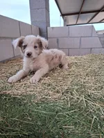 Puppy 4, a male Australian Shepherd for sale in Phoenix, AZ – Photo 1 of 5